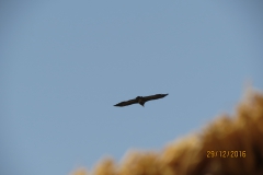 IMG_6661